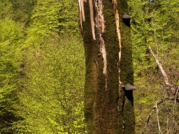 IMGP7283_Knaekekt_Trae